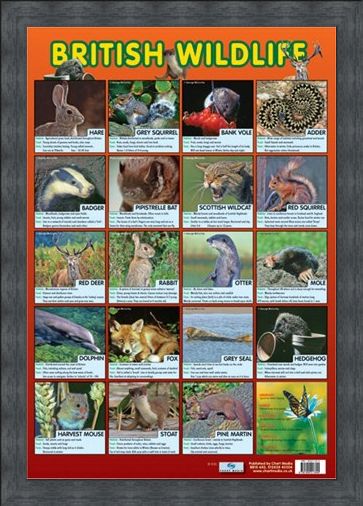 Framed Framed British Wildlife - Native British Animals